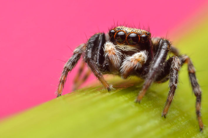 Jumping Spider on flower