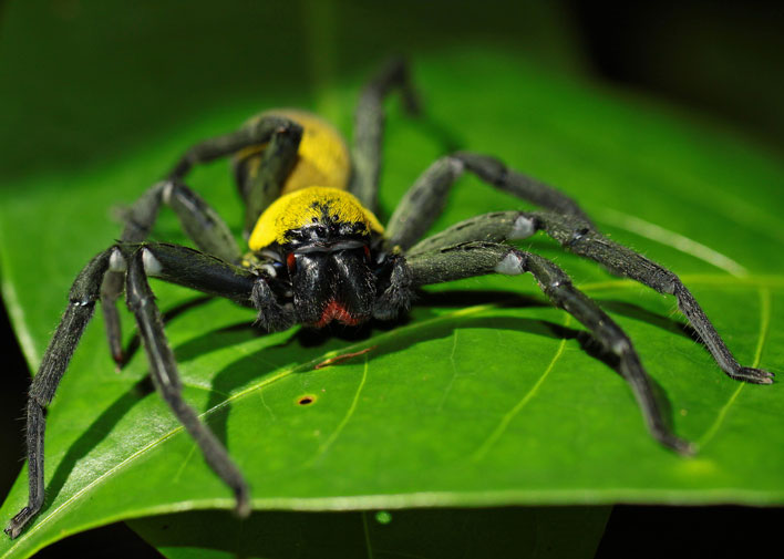 Malaysian black and gold huntsman