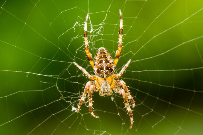 Garden Spider