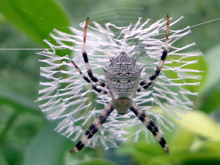 writing spider