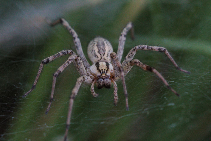 Grass Spider