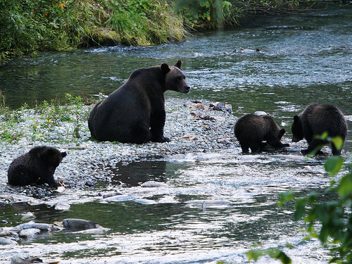 Mom & Baby's; Hyder's, Alaska