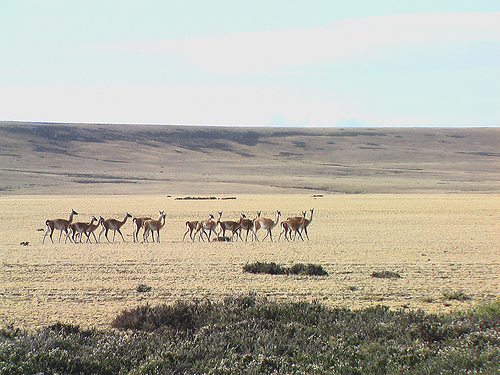 Guanacos en la Ruta 40, en la Pampa argentina