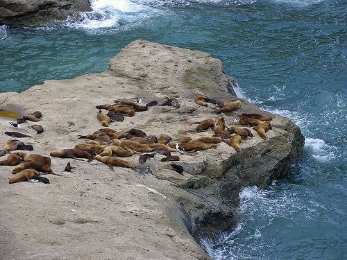 Lobos Marinos, Pennsula Valds, Chubut - Argentina