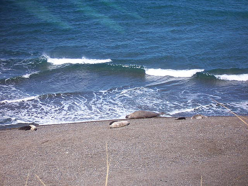 pinguinera-punta-tombo, Patagonia - Argentina