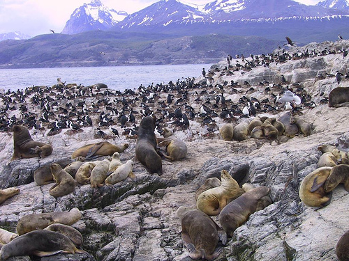 Beagle Strait sea lions, Argentina