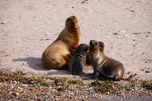 Sea Lions, Patagonia, Argentina