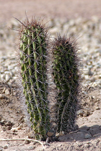 Yuma Cactus