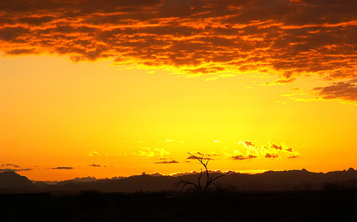 Apache Junction Sunrise Yellows