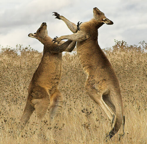 Boxing kangaroos near Canberra, Australia