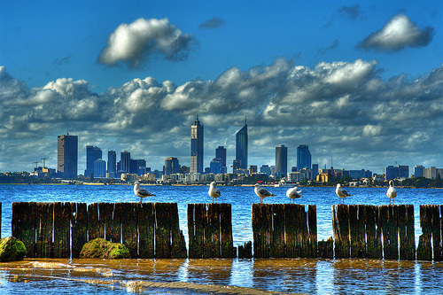 City of Seagulls, Perth, Australia