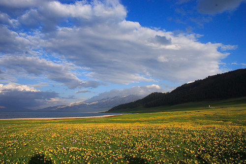 Flowers around Lake Sailimu, Xinjiang