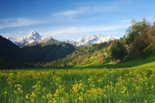 Flowers on grassland, Xinjiang, China