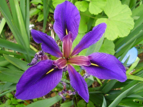 Colombia flora