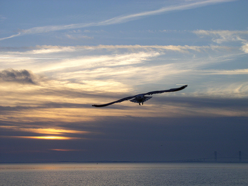 Seagull Flying From Sunset