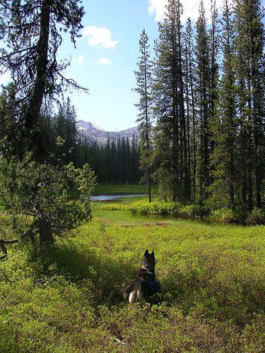 Kookooskia Meadows