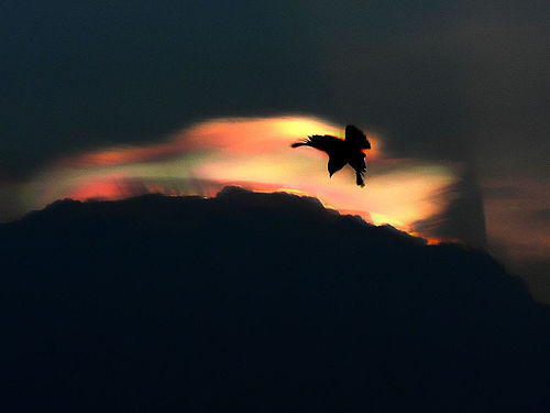 Bird and clouds - Chennai, India