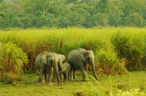 Elephants on Sonitpur - Assam, India