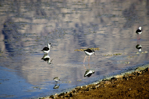 Eilat Flamingo Salt Ponds