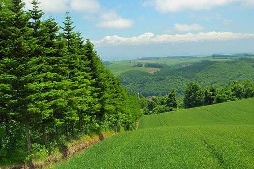 Biei, Hokkaido, As far as the eye can see green